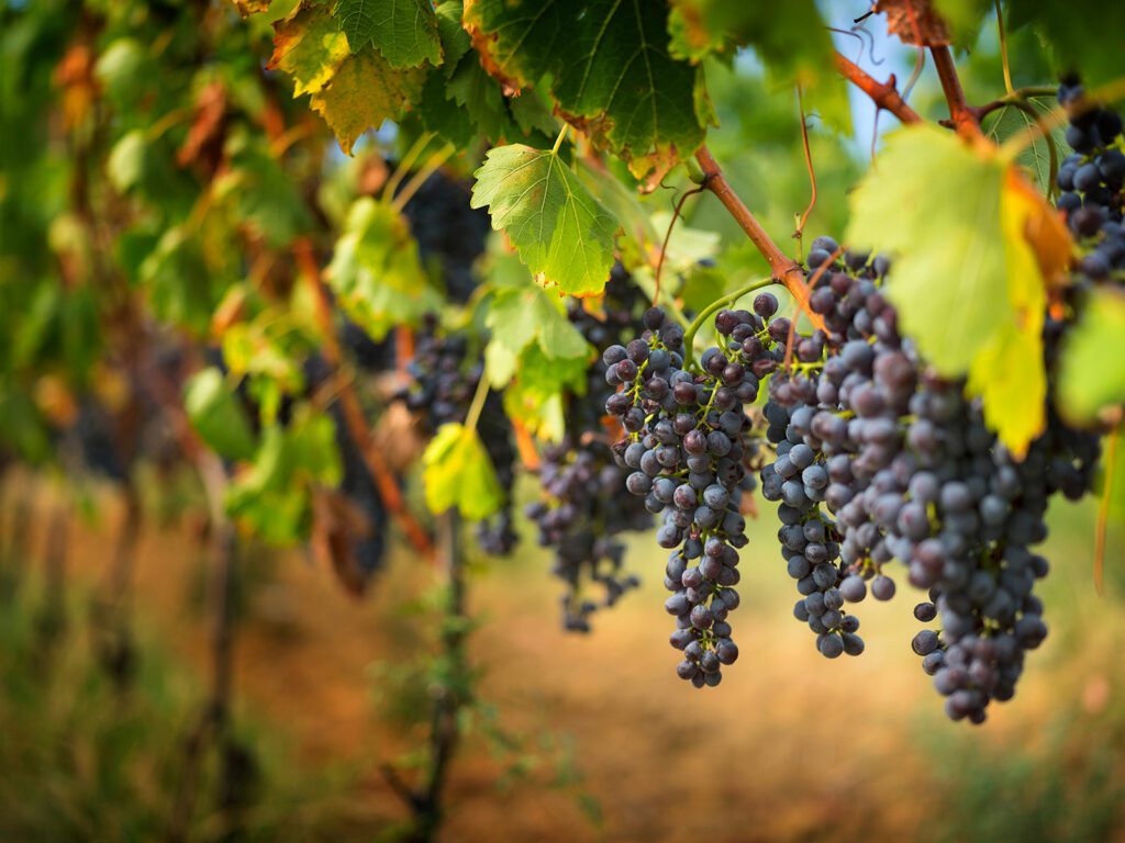 Exploring Viticulture on the Texas High Plains | FireSky Vineyards